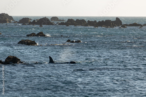 Orca hunting in swallow waters, New Zealand