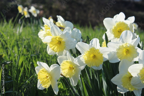 Fototapeta Naklejka Na Ścianę i Meble -  Weiße Osterglocken