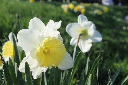 Fototapeta Naklejka Na Ścianę i Meble -  Weiße Osterglocken