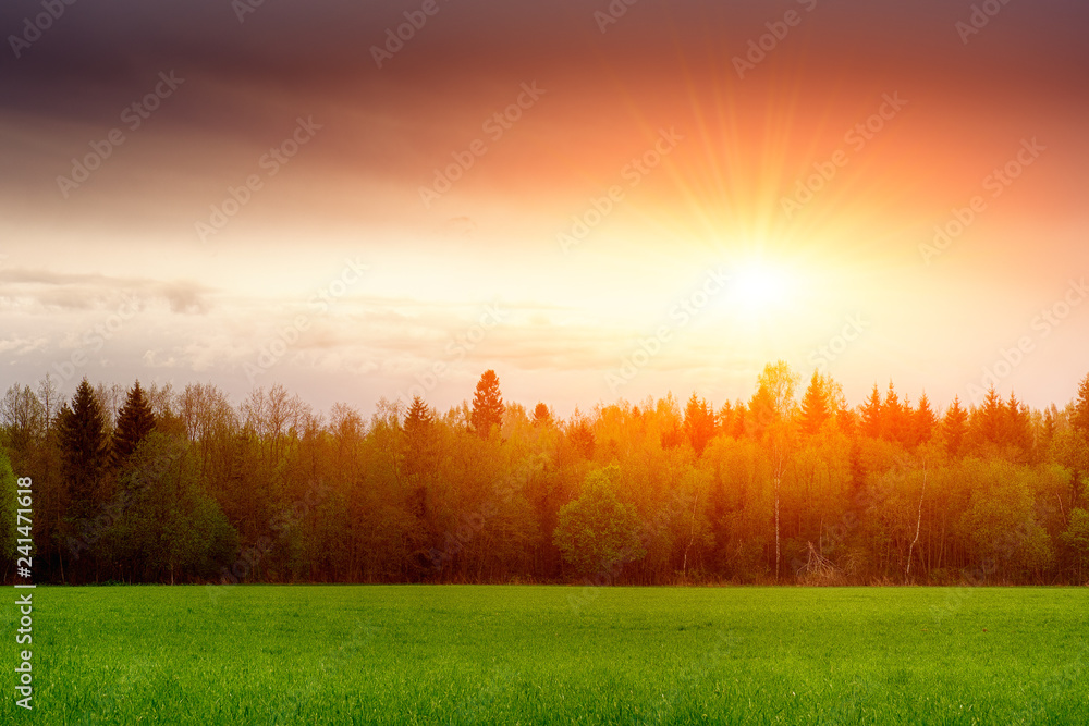 Landscape, sunny dawn in a field. Field of grass and colorful sunset