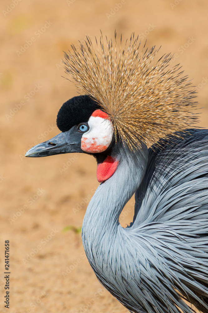Fototapeta premium The black crowned crane (Balearica pavonina)