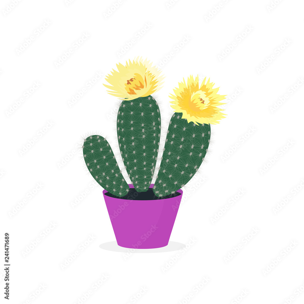 Blooming cacti. Cactus in a pot. Potted home plant