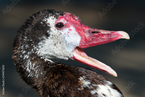 The spur-winged goose (Plectropterus gambensis) photo