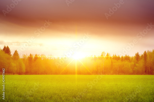 Fototapeta Naklejka Na Ścianę i Meble -  Landscape, sunny dawn in a field. Field of grass and colorful sunset