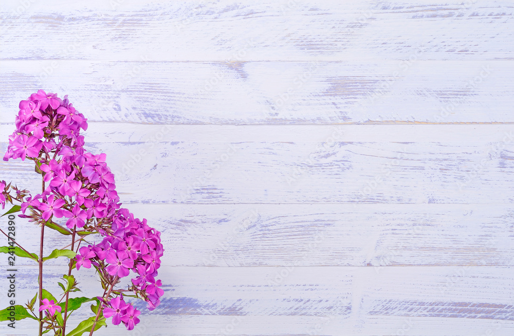Fototapeta premium Phlox background lilac wooden