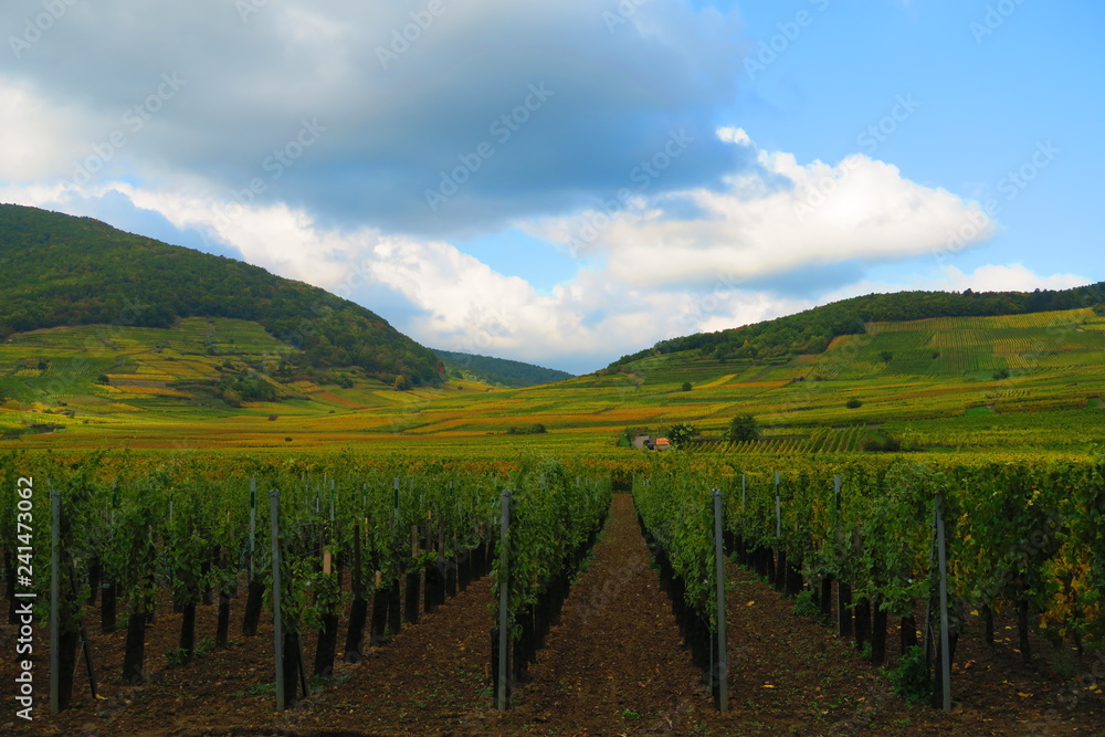 colorfull vineyard in alsace france in autumn with lines of grap