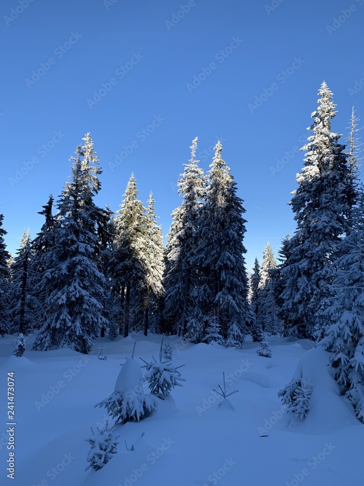winter background of snow covered fir trees in the mountains winter background of snow covered fir trees in the mountains