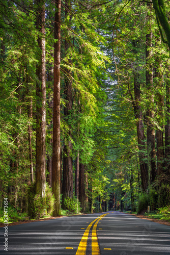 Fotografia California redwoods windy road during daylight