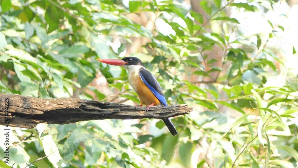 Black-capped Kingfisher (Halcyon pileata) on branch in tropical rain forest. Black-capped Kingfisher (Halcyon pileata) on branch in tropical rain forest.
