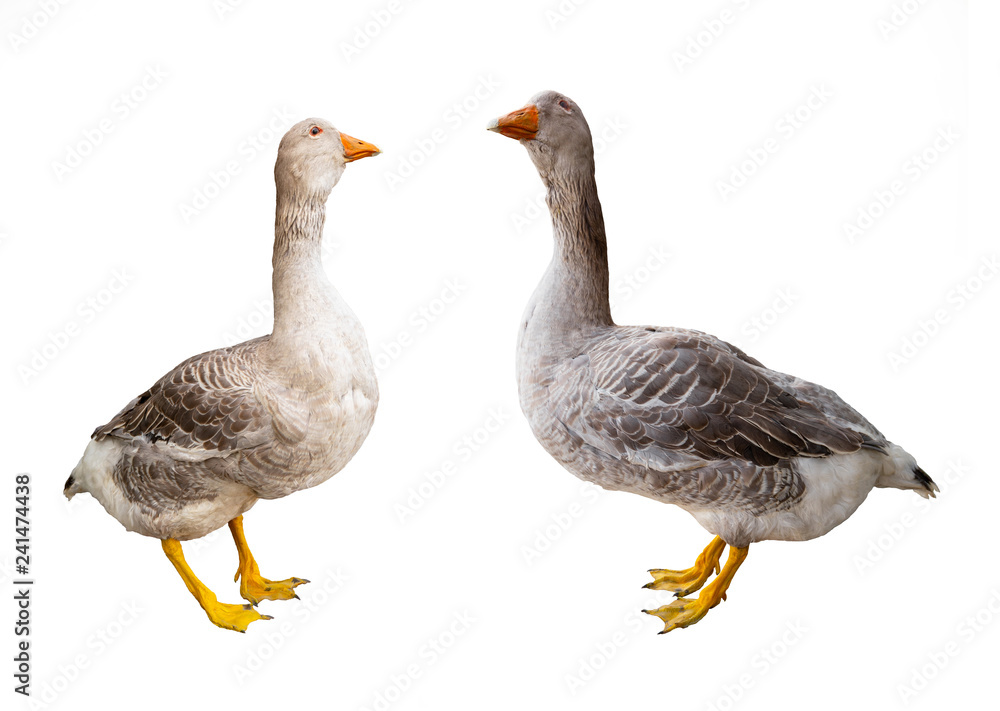 goose isolated on white background goose isolated on white background