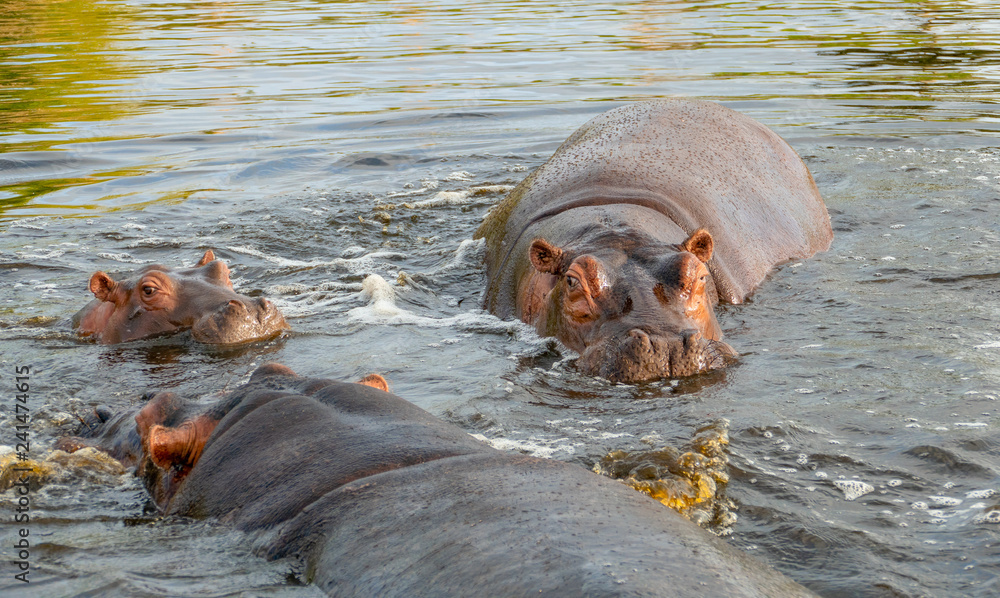 Fototapeta premium A group of common hippopotamus (Hippopotamus amphibius), or hippo, in the South Luangwa river, South Luangwa, Zambia, Africa