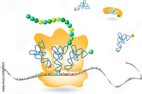  Protein Biosynthesis