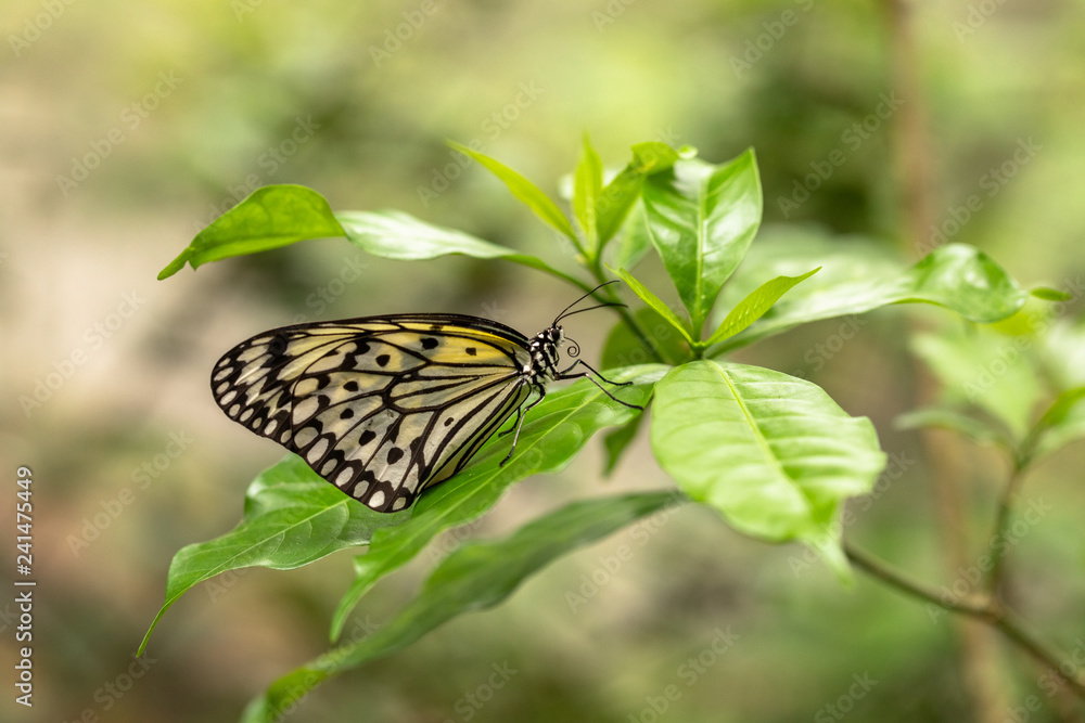 Side view of white tree nymph, Idea leuconoe, with folded wings on a green leaf. Side view of white tree nymph, Idea leuconoe, with folded wings on a green leaf.