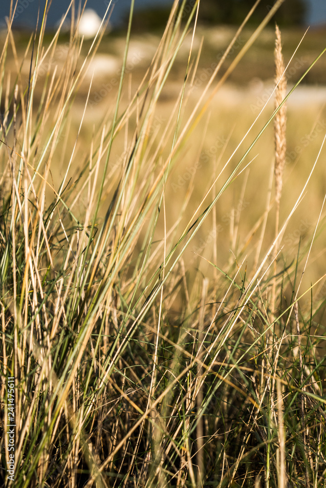 Fototapeta premium Oyats