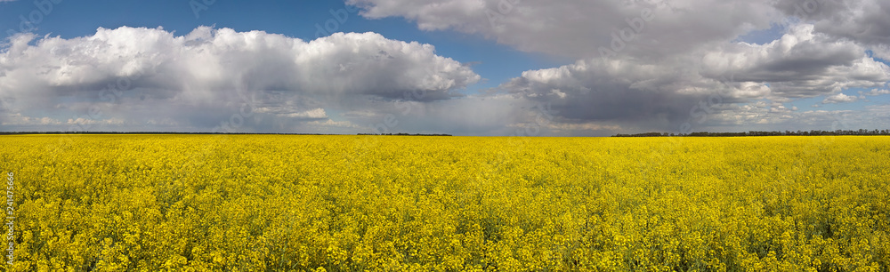 Obraz premium panorama of flowering field of rapeseed