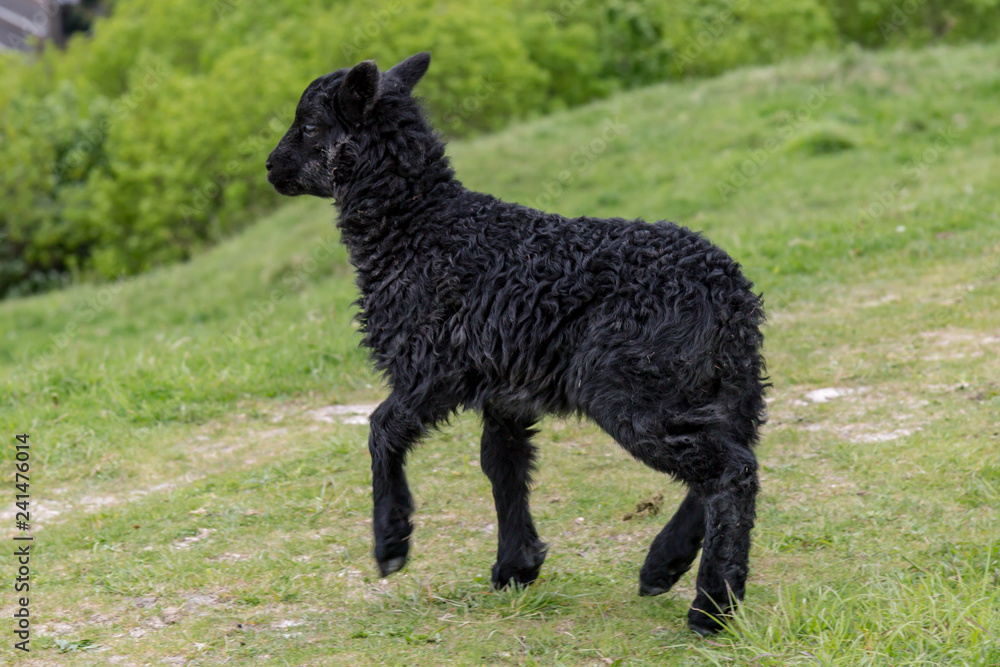 A Black Lamb in the Sussex Countryside