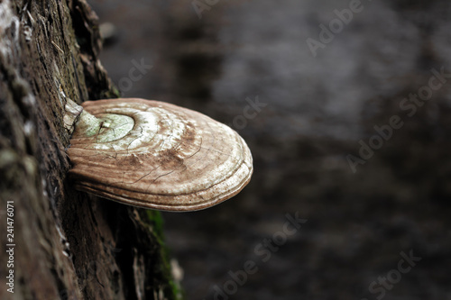 Mushroom Stump