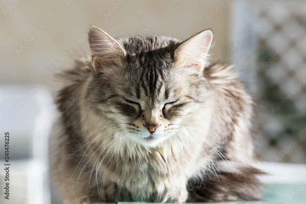 Beautiful pet of livestock, siberian purebred cat with silver hair. Cute domestic kitten