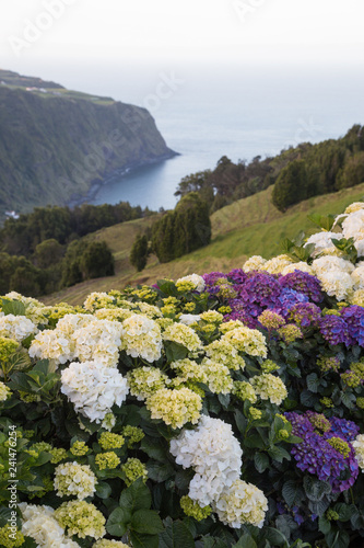Lush Hydrangea flowers overlooking a bay view of the ocean in Sao Miguel island, in Azores, Portugal.