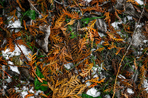 Autumn/Winter Mix