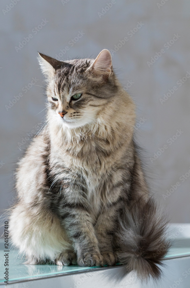 Grey pet of livestock, siberian purebred cat with long hair. Cute domestic kitten