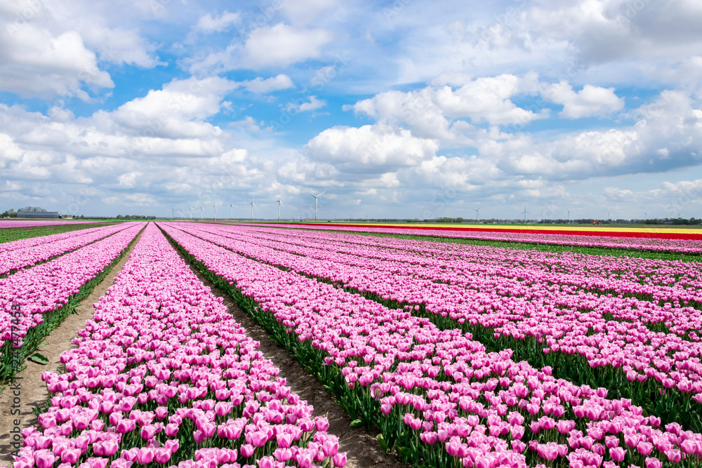 Multicolored tulip fields in Holland. Agricultural landscape with plantation of tulips. Dutch flower fields. Multicolored tulip fields in Holland. Agricultural landscape with plantation of tulips. Dutch flower fields.