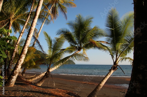 Palm Trees on Shore