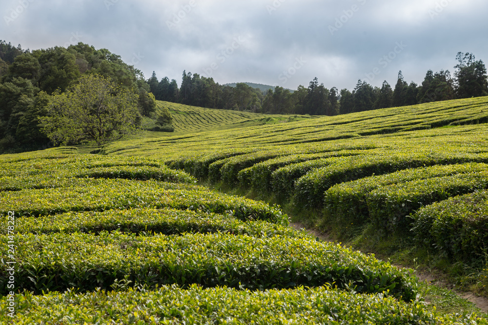 One of few tea plantations in Europe based in Sao Miguel, Azores. Organic and ethical tea.