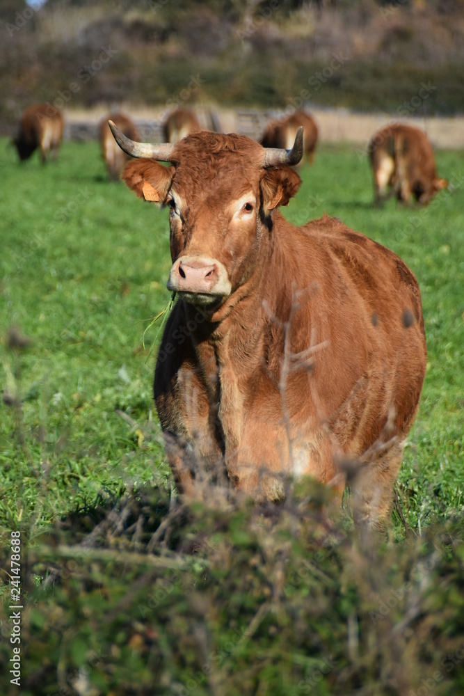 cow in a field