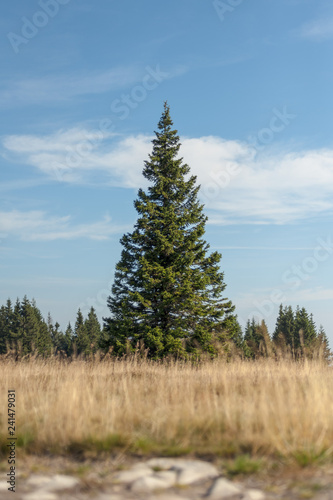 spruce tree on the top of pohorje