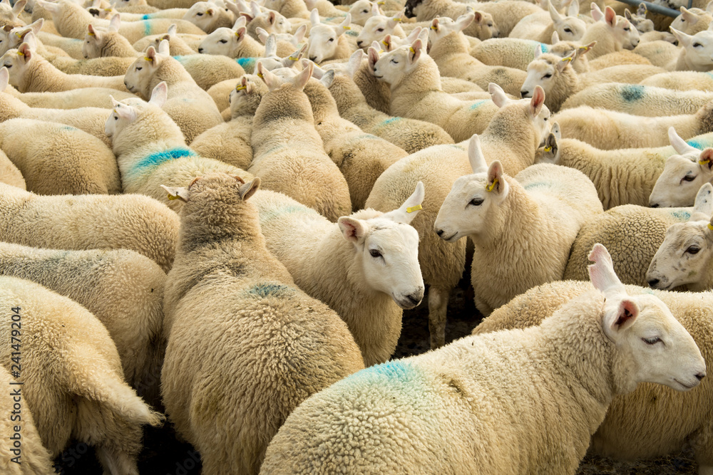 Flock Of Curious White Sheep With Cosy Wool In Scotland Flock Of Curious White Sheep With Cosy Wool In Scotland