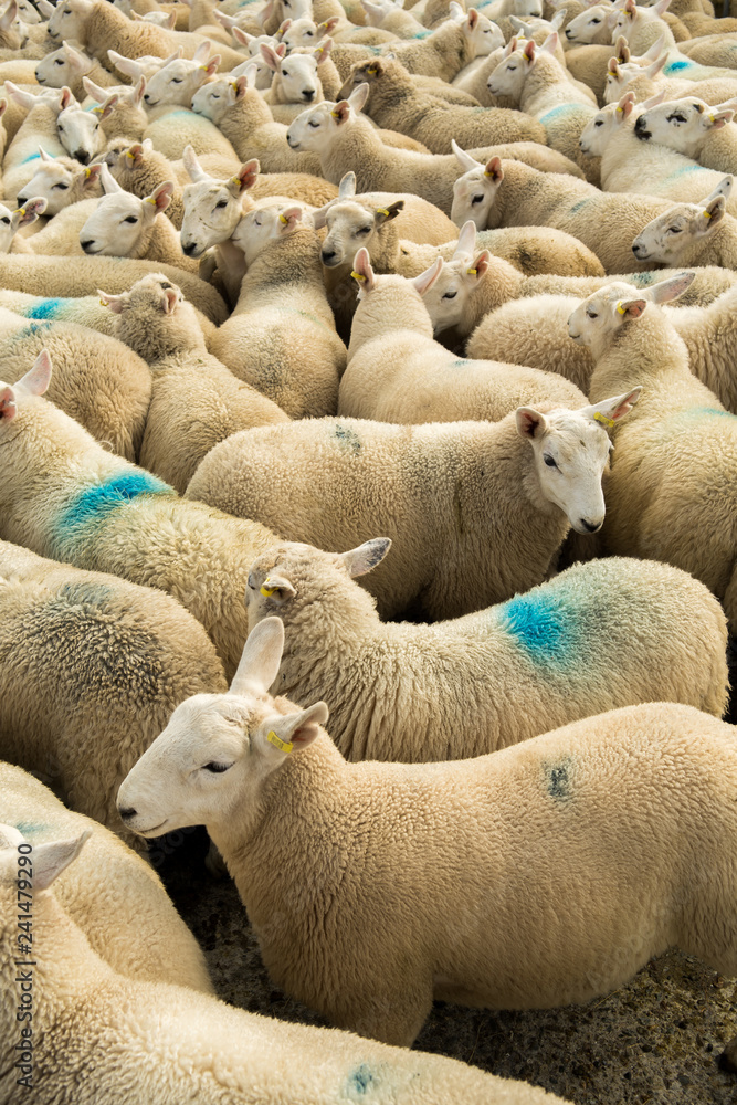 Fototapeta premium Flock Of Curious White Sheep With Cosy Wool In Scotland