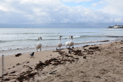 Wallpaper Mural swans on the beach Torontodigital.ca