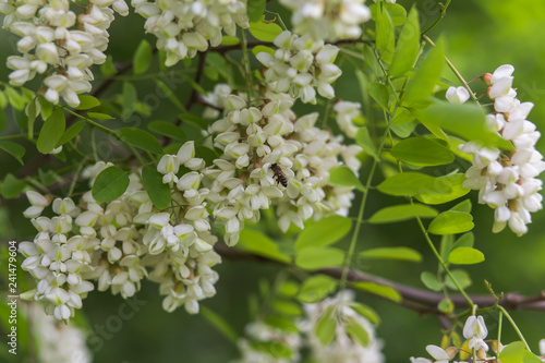 Honey bee collects nectar from white flowers tree acacia, Robinia pseudoacacia, black locust, false acacia. Blooming clusters of acacia. Honey spring plant. Collect nectar. 