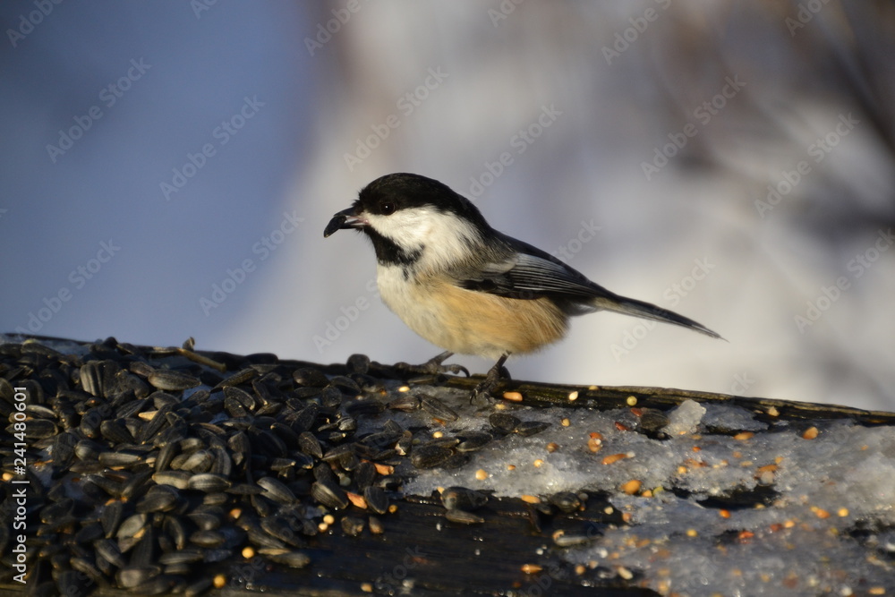 Black-capped Chickadee eating some Sunflower Seeds Black-capped Chickadee eating some Sunflower Seeds