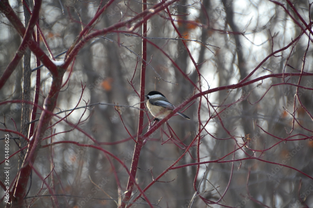 Black-capped Chickadee on a Branch Black-capped Chickadee on a Branch