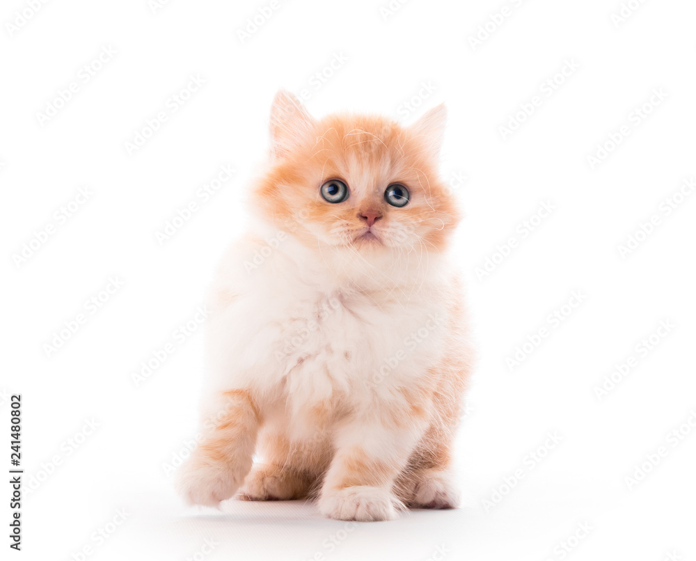Closeup of cute fluffy kitten isolated