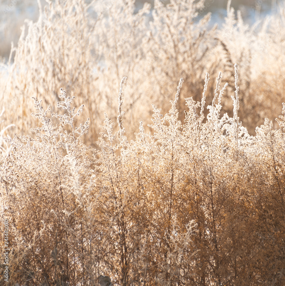 Obraz premium Frozen yellow grass in the field