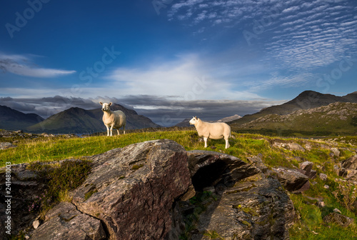 Sheep On Top Of Rocky Hill In Scenic Rural Landscape In Scotland