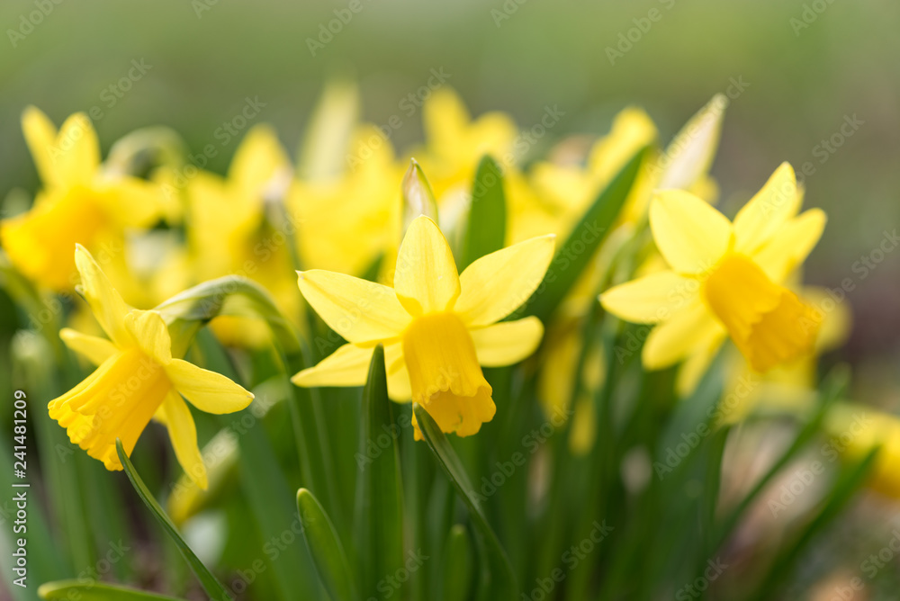 Fototapeta premium Daffodils flower in spring in the park