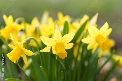 Fototapeta Naklejka Na Ścianę i Meble -  Daffodils flower in spring in the park