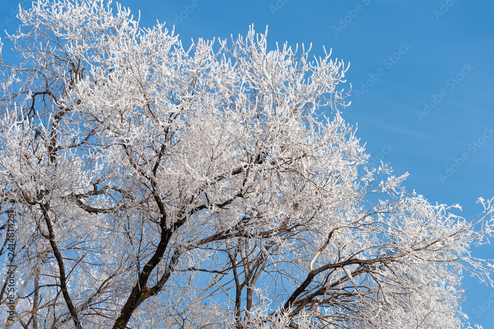 Frozen tree branches against the blue sky