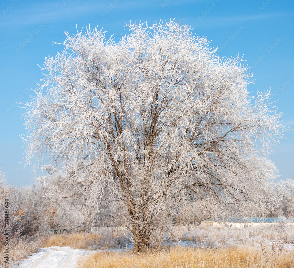Frozen tree branches against the blue sky Frozen tree branches against the blue sky