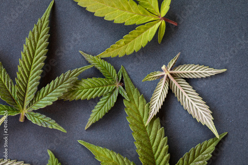 Marijuana leaves on flat grey surface photo