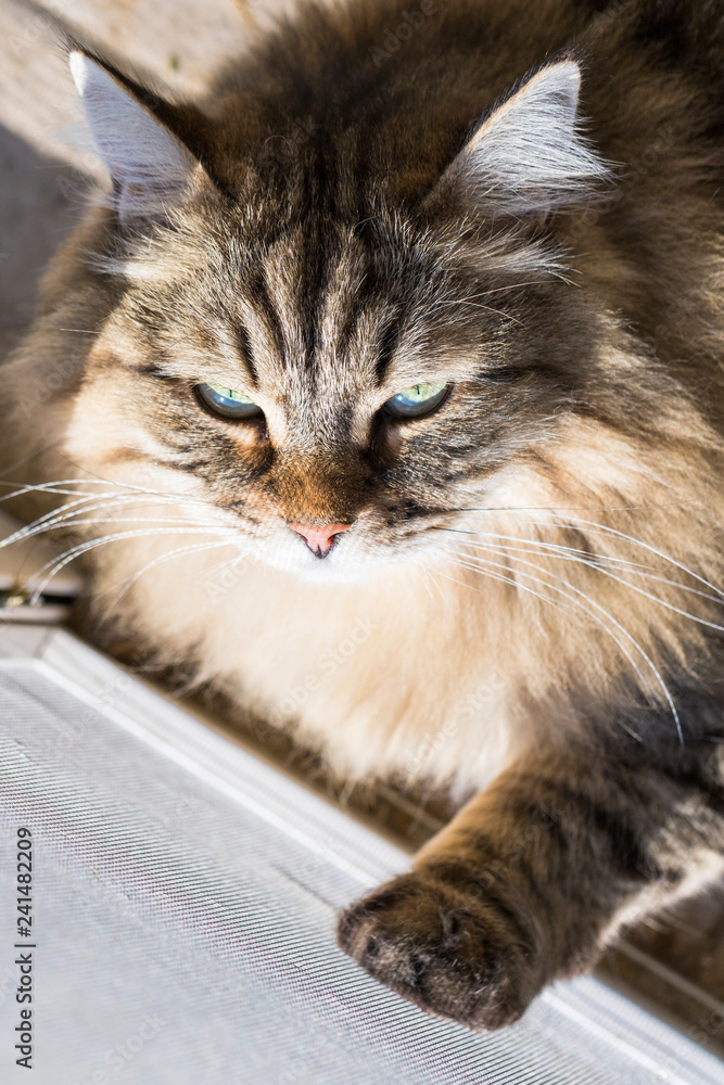 Fototapeta premium Beautiful pet of livestock, siberian purebred cat with long hair. Cute tabby kitten