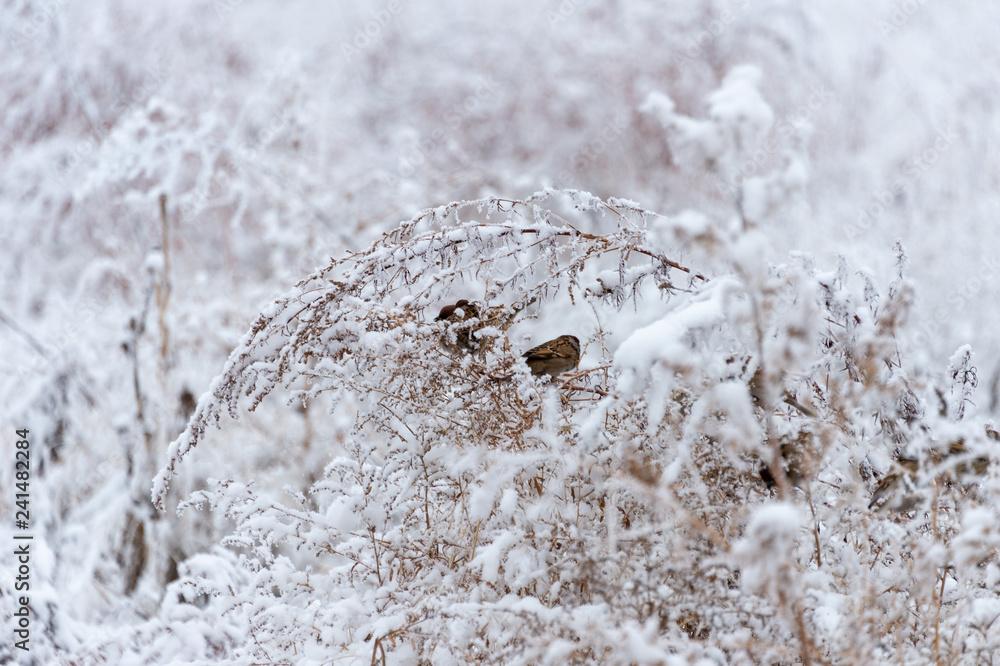 Sparrow bird sits in the bushes in winter and eats the seeds of artemisia Sparrow bird sits in the bushes in winter and eats the seeds of artemisia
