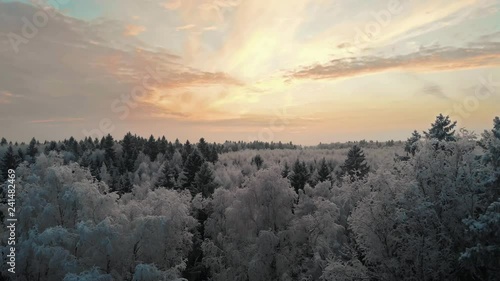 Beautiful Sunset In Winter Forest