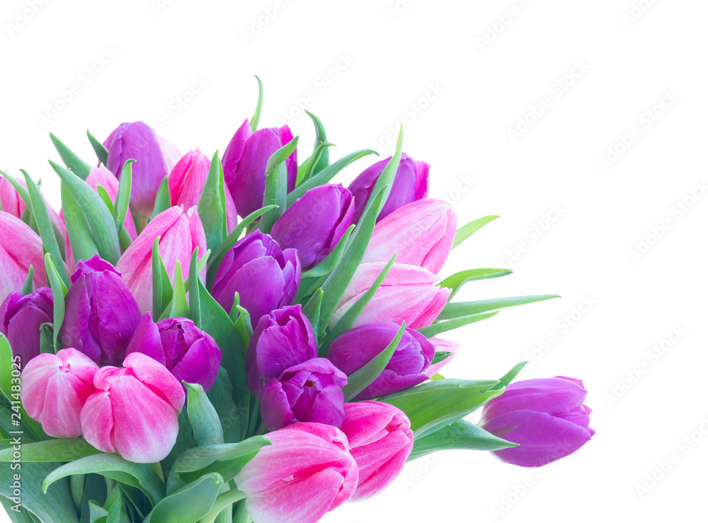 Pink fresh tulips Pink fresh tulips
