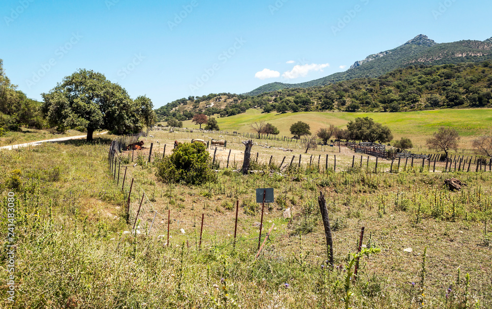 Fototapeta premium Fields of Andalusia in Spain on a sunny day