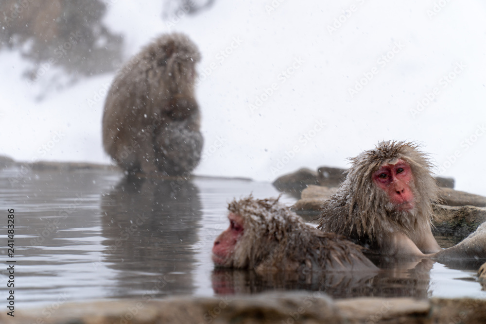 気持ちよさそうに温泉に入浴するサル Snow Monkey Stock Photo Adobe Stock
